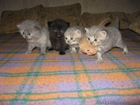 Продажа шотландских котят - <ro>Изображение</ro><ru>Изображение</ru> #1, <ru>Объявление</ru> #81370