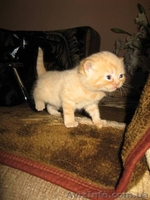 Продажа шотландских котят - <ro>Изображение</ro><ru>Изображение</ru> #2, <ru>Объявление</ru> #81370