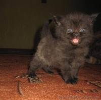 Продажа шотландских котят - <ro>Изображение</ro><ru>Изображение</ru> #3, <ru>Объявление</ru> #81370