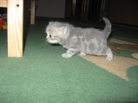 Продажа шотландских котят - <ro>Изображение</ro><ru>Изображение</ru> #4, <ru>Объявление</ru> #81370