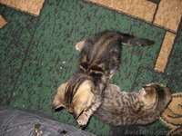 Продажа котёнка \"Скотиш страйк\" - <ro>Изображение</ro><ru>Изображение</ru> #3, <ru>Объявление</ru> #88444