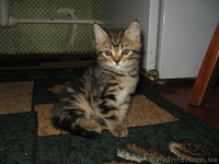 Продажа котёнка \"Скотиш страйк\" - <ro>Изображение</ro><ru>Изображение</ru> #2, <ru>Объявление</ru> #88444