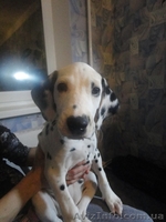 продаются щенки Далматина - <ro>Изображение</ro><ru>Изображение</ru> #3, <ru>Объявление</ru> #119059