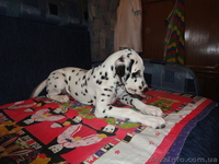 продаются щенки Далматина - <ro>Изображение</ro><ru>Изображение</ru> #2, <ru>Объявление</ru> #119059