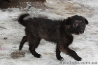 Отдам в хорошие руки щенка! - <ro>Изображение</ro><ru>Изображение</ru> #3, <ru>Объявление</ru> #121812