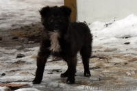 Отдам в хорошие руки щенка! - <ro>Изображение</ro><ru>Изображение</ru> #2, <ru>Объявление</ru> #121812