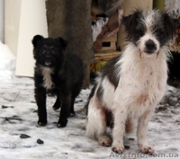 Отдам в хорошие руки щенка! - <ro>Изображение</ro><ru>Изображение</ru> #4, <ru>Объявление</ru> #121812