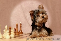 ПРОДАЖА ЙОРКШИРСКОГО ТЕРЬЕРА - <ro>Изображение</ro><ru>Изображение</ru> #1, <ru>Объявление</ru> #119999