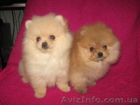 Щеночки Померанского Шпица/КСУ - <ro>Изображение</ro><ru>Изображение</ru> #2, <ru>Объявление</ru> #128241