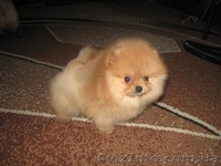 Щеночки Померанского Шпица/КСУ - <ro>Изображение</ro><ru>Изображение</ru> #3, <ru>Объявление</ru> #128241