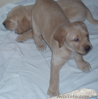 Продаем лучших щенков лабрадора ретривера - <ro>Изображение</ro><ru>Изображение</ru> #1, <ru>Объявление</ru> #123905