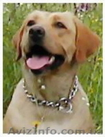 Продаем лучших щенков лабрадора ретривера - <ro>Изображение</ro><ru>Изображение</ru> #2, <ru>Объявление</ru> #123905