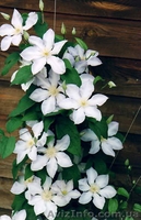 fioricoltura_sv@ukr.net - <ro>Изображение</ro><ru>Изображение</ru> #1, <ru>Объявление</ru> #129186