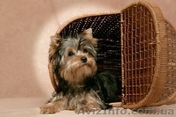 ПРОДАЖА ЙОРКШИРСКОГО ТЕРЬЕРА - <ro>Изображение</ro><ru>Изображение</ru> #2, <ru>Объявление</ru> #119999