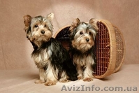 ПРОДАЖА ЙОРКШИРСКОГО ТЕРЬЕРА - <ro>Изображение</ro><ru>Изображение</ru> #3, <ru>Объявление</ru> #119999