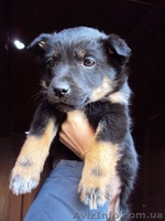 Отдам в хорошие руки щеночков - <ro>Изображение</ro><ru>Изображение</ru> #1, <ru>Объявление</ru> #215646