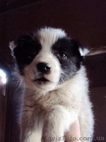 Отдам в хорошие руки щеночков - <ro>Изображение</ro><ru>Изображение</ru> #2, <ru>Объявление</ru> #215646