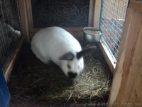 Породистые кролики - <ro>Изображение</ro><ru>Изображение</ru> #2, <ru>Объявление</ru> #195159