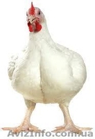 Суточный молодняк утки, гуси, бройлер - <ro>Изображение</ro><ru>Изображение</ru> #3, <ru>Объявление</ru> #223418