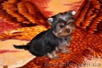 Элитные щеночки йоркширского терьера./ - <ro>Изображение</ro><ru>Изображение</ru> #2, <ru>Объявление</ru> #228657