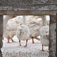 Суточный молодняк утки, гуси, бройлер - <ro>Изображение</ro><ru>Изображение</ru> #5, <ru>Объявление</ru> #223418