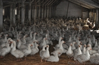 Суточный молодняк утки, гуси, бройлер - <ro>Изображение</ro><ru>Изображение</ru> #1, <ru>Объявление</ru> #223418