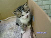 Отдам в добрые руки котят - <ro>Изображение</ro><ru>Изображение</ru> #3, <ru>Объявление</ru> #241806