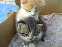 Отдам в добрые руки котят - <ro>Изображение</ro><ru>Изображение</ru> #2, <ru>Объявление</ru> #241806