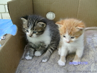 Отдам в добрые руки котят - <ro>Изображение</ro><ru>Изображение</ru> #1, <ru>Объявление</ru> #241806
