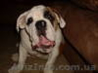 Шикарный кобель английского бульдога - <ro>Изображение</ro><ru>Изображение</ru> #1, <ru>Объявление</ru> #275107