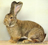Продам кролі великої та середньої породи - <ro>Изображение</ro><ru>Изображение</ru> #2, <ru>Объявление</ru> #279667