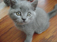 Продаются котята! Британские короткошерстные! - <ro>Изображение</ro><ru>Изображение</ru> #1, <ru>Объявление</ru> #278796