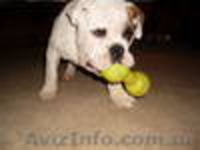 Шикарный кобель английского бульдога - <ro>Изображение</ro><ru>Изображение</ru> #2, <ru>Объявление</ru> #275107