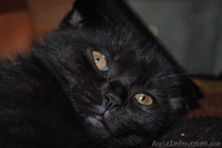 Продаются очаровательные шотландские вислоухие котята - <ro>Изображение</ro><ru>Изображение</ru> #1, <ru>Объявление</ru> #307705