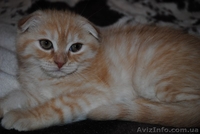 Продаются очаровательные шотландские вислоухие котята - <ro>Изображение</ro><ru>Изображение</ru> #2, <ru>Объявление</ru> #307705