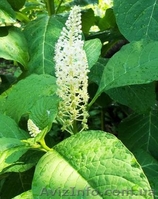 лаконос американский - <ro>Изображение</ro><ru>Изображение</ru> #3, <ru>Объявление</ru> #327970