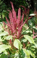 амарант - <ro>Изображение</ro><ru>Изображение</ru> #1, <ru>Объявление</ru> #328369