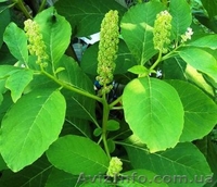 лаконос американский - <ro>Изображение</ro><ru>Изображение</ru> #2, <ru>Объявление</ru> #327970