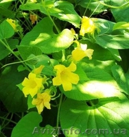 семена и клубни тладианты - <ro>Изображение</ro><ru>Изображение</ru> #2, <ru>Объявление</ru> #323658