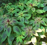 амарант - <ro>Изображение</ro><ru>Изображение</ru> #3, <ru>Объявление</ru> #328369