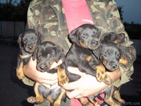 Продам щенков ягдтерьера - <ro>Изображение</ro><ru>Изображение</ru> #1, <ru>Объявление</ru> #310062