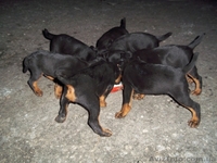 Продам щенков ягдтерьера - <ro>Изображение</ro><ru>Изображение</ru> #2, <ru>Объявление</ru> #310062