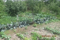 Продам дачу 12 км от Житомира. 4500у.е - <ro>Изображение</ro><ru>Изображение</ru> #2, <ru>Объявление</ru> #309414