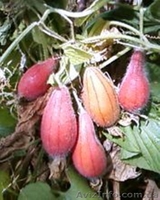 семена и клубни тладианты - <ro>Изображение</ro><ru>Изображение</ru> #3, <ru>Объявление</ru> #323658