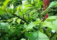 никандра физалисовидная - <ro>Изображение</ro><ru>Изображение</ru> #3, <ru>Объявление</ru> #350536