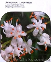 семена комнатных растений - <ro>Изображение</ro><ru>Изображение</ru> #1, <ru>Объявление</ru> #353035