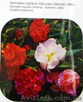 семена комнатных растений - <ro>Изображение</ro><ru>Изображение</ru> #2, <ru>Объявление</ru> #353035