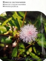 семена комнатных растений - <ro>Изображение</ro><ru>Изображение</ru> #3, <ru>Объявление</ru> #353035