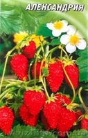 семена земляники ремонтантной - <ro>Изображение</ro><ru>Изображение</ru> #1, <ru>Объявление</ru> #352012