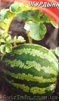 семена тыквы крупноплодной и на кашу - <ro>Изображение</ro><ru>Изображение</ru> #6, <ru>Объявление</ru> #356816